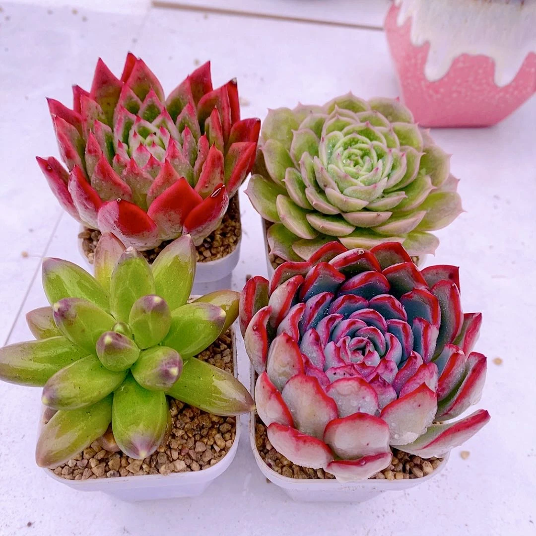 多肉植物组四红东云昂斯诺千代田樱桃送盆土32