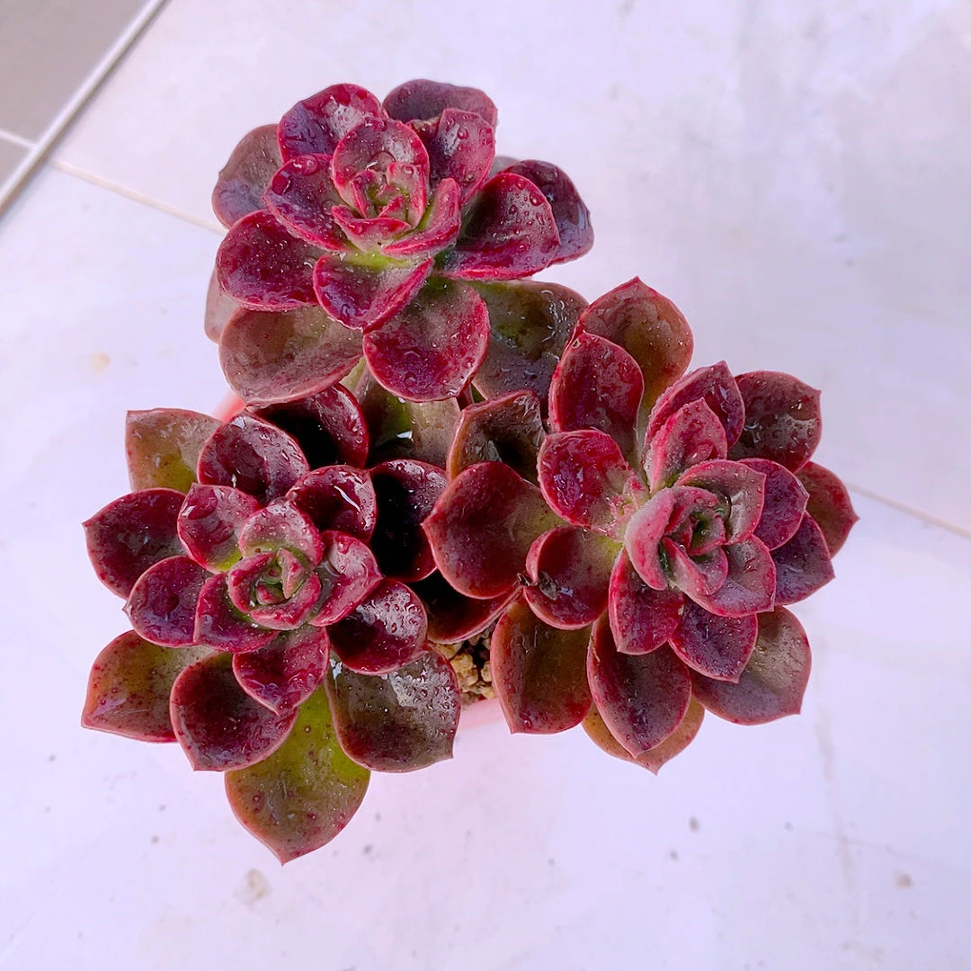 多肉植物组三巧克力方砖50