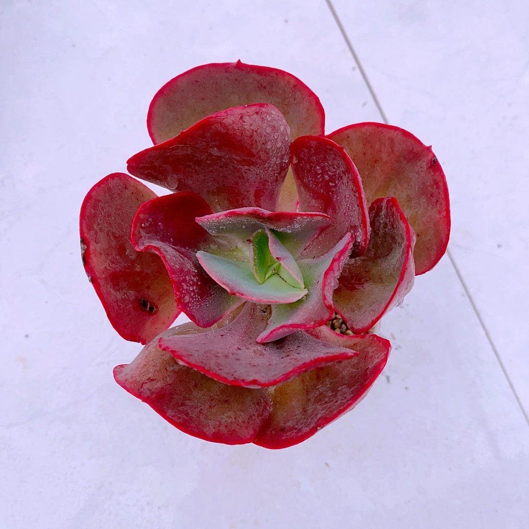 多肉植物65秀妍送盆包邮