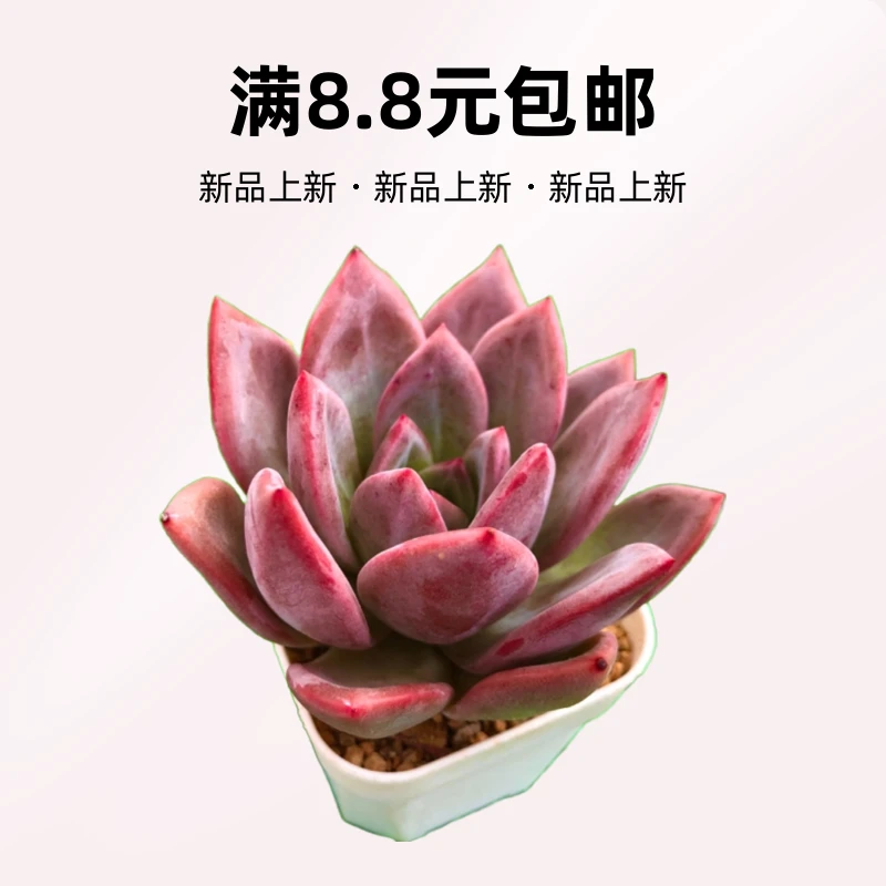 香槟 含花盆 满8.8元包邮