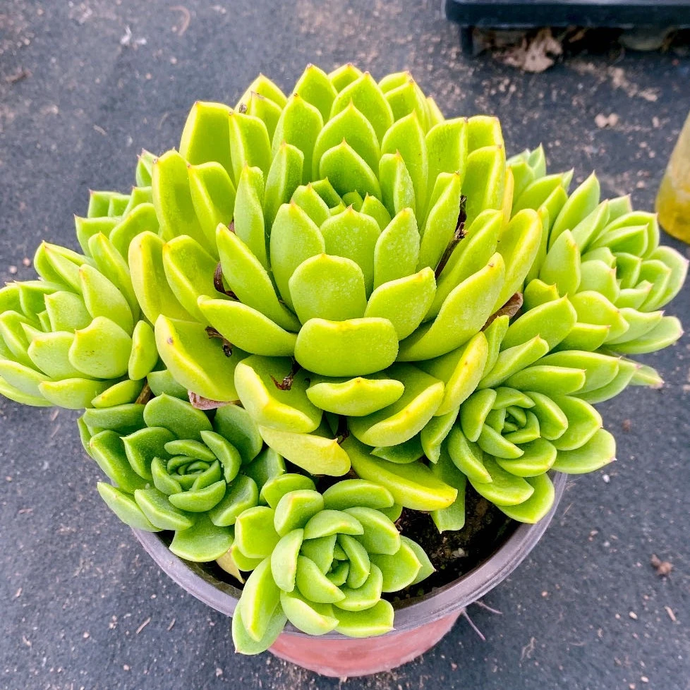 多肉植物150玉杯东云双群