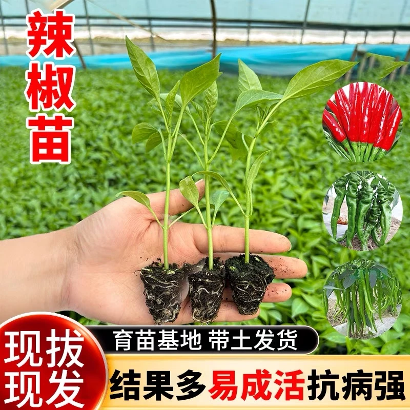 辣椒苗高产蔬菜苗薄皮椒苗长线椒苗螺丝椒苗朝天椒苗牛角椒苗四季
