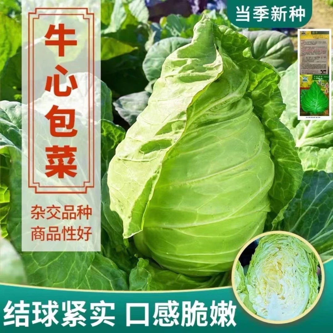 牛心甘蓝秧苗尖头包菜苗耐高温早熟特大高产卷心菜当季蔬菜秧苗子
