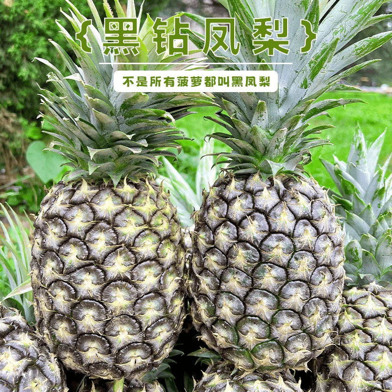 云南西双版纳正宗黑钻凤梨无眼凤梨无需挖眼新鲜采摘发无需泡盐水