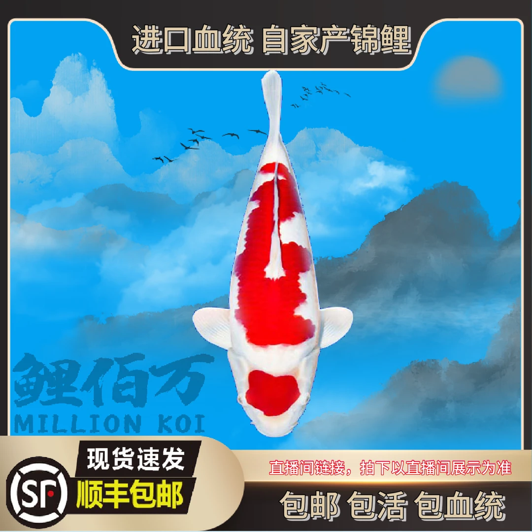 （鲤佰万甄选）300血统 精品锦鲤