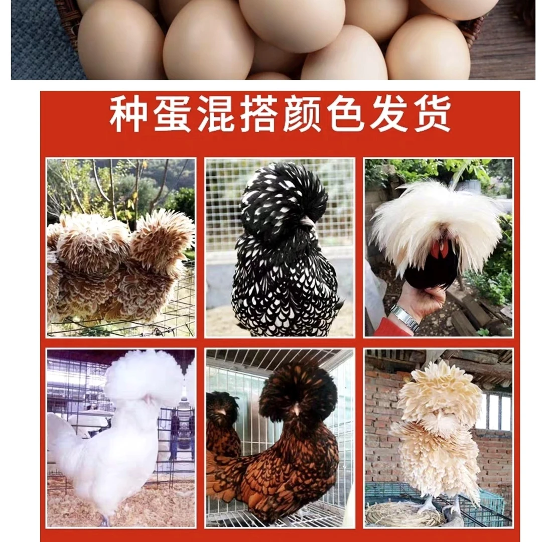 帽子鸡蛋蛋可孵化观赏鸡鸭鹅蛋孔雀蛋黑色天鹅蛋柯尔鸭蛋宠物鸭蛋