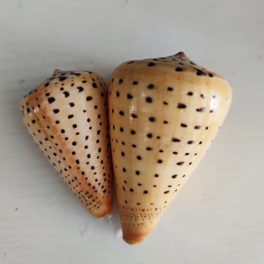 黄色海螺贝壳玉米螺芋螺鱼缸造景装饰家居摆件地中海风格拍摄道具