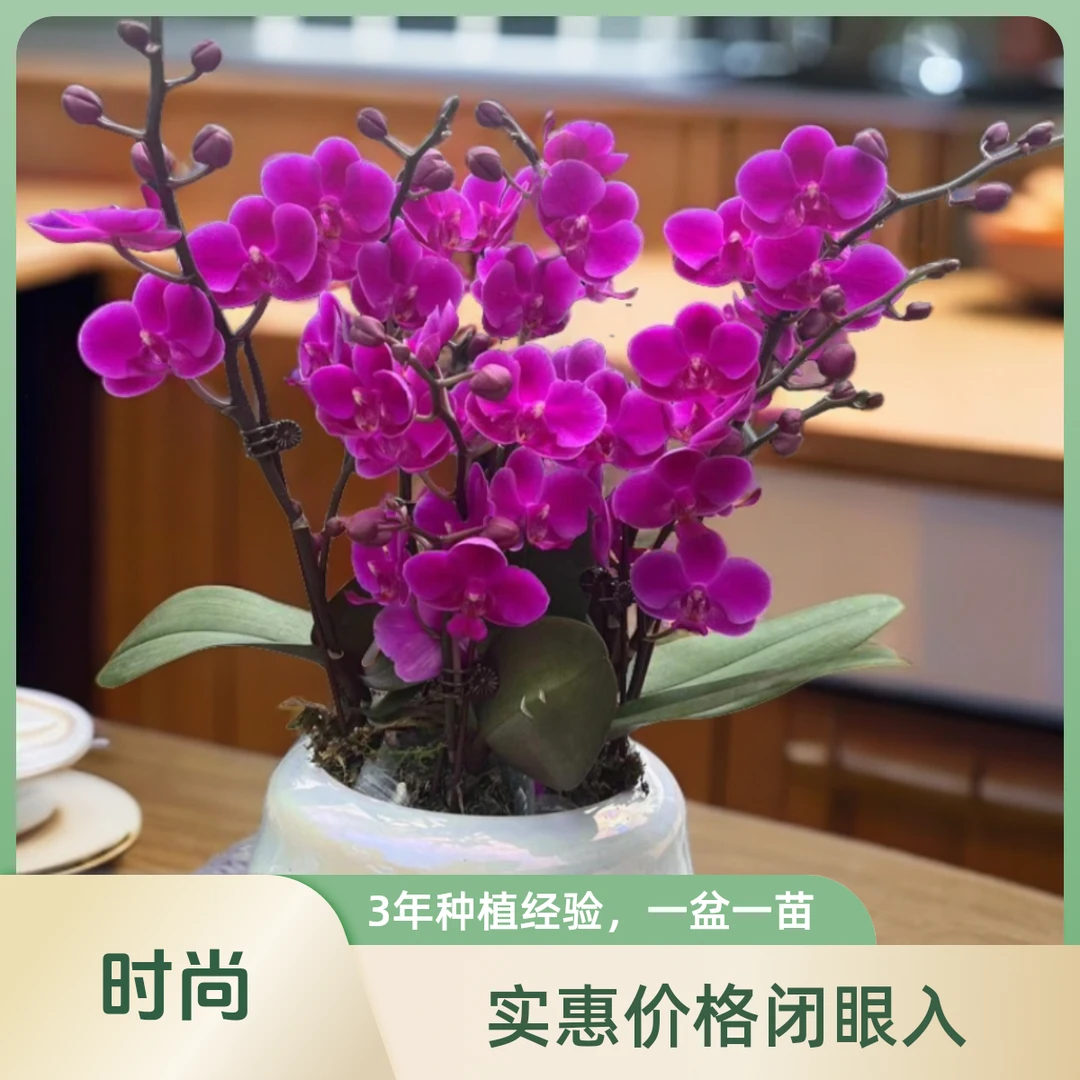 【满天红】红色小花型施肥蝴蝶兰盆栽基地种植开花发货室内绿植易养
