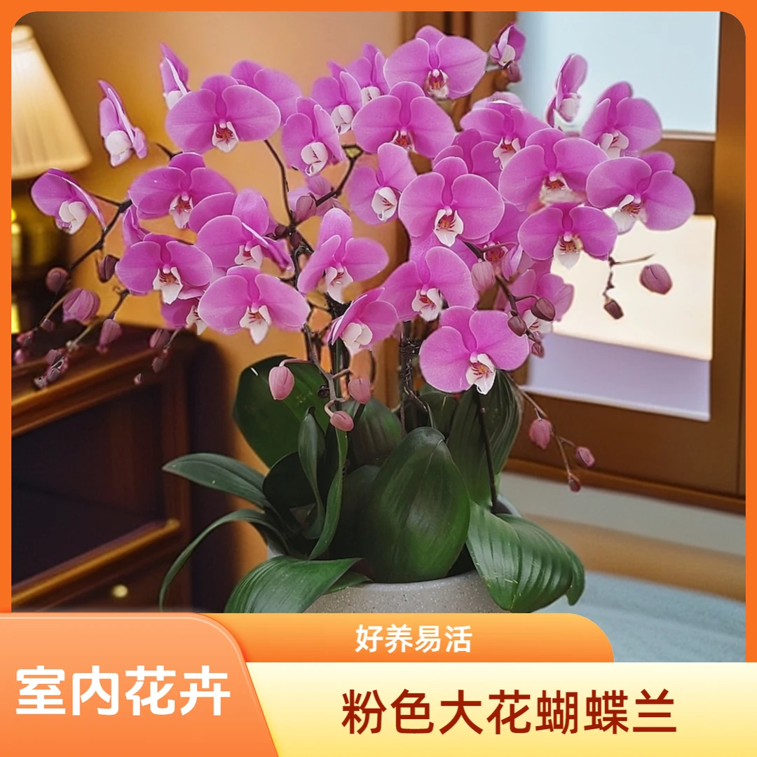 【小安娜】粉色系大花高贵大气蝴蝶兰种植基地生长兰花带花苞