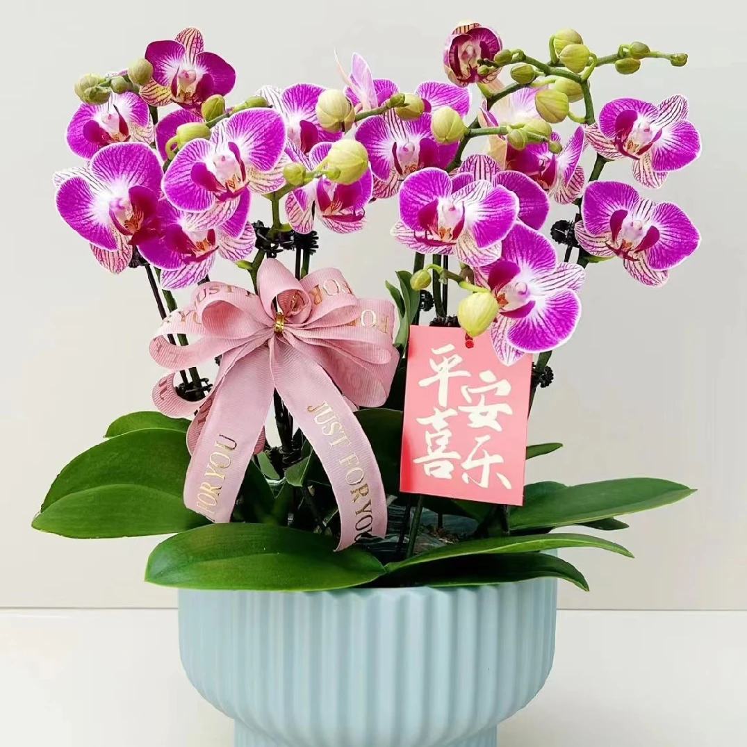 【双11福利】蝴蝶兰【富贵鸟】室内花卉绿植带花开业盆栽赠礼盆栽