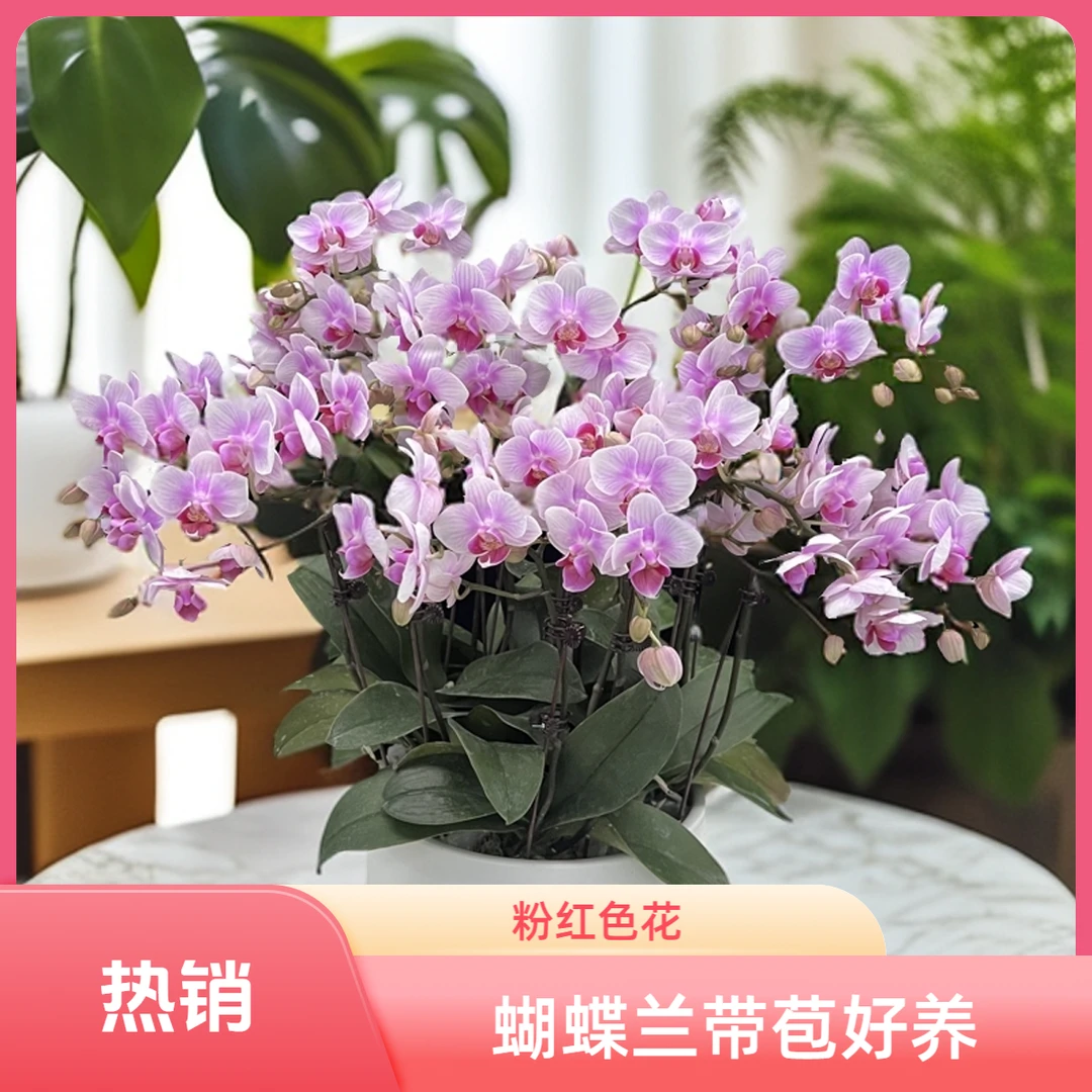 精品蝴蝶兰【樱桃】粉红色中大花室内好养花期长带花苞基地鲜花