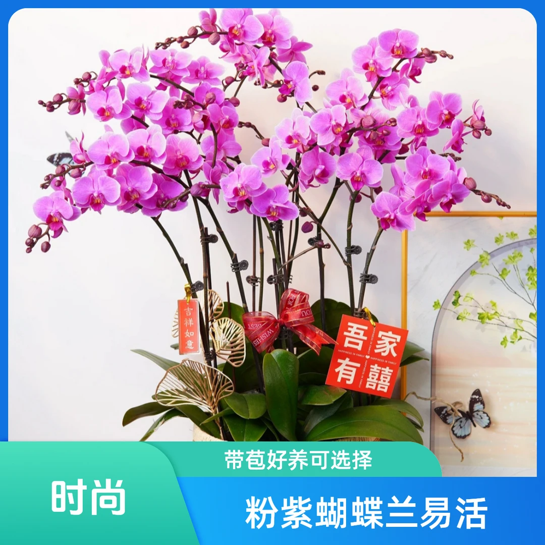 蝴蝶兰【婚宴】粉紫色系鲜花盆栽基地室内种植好养易活带花苞