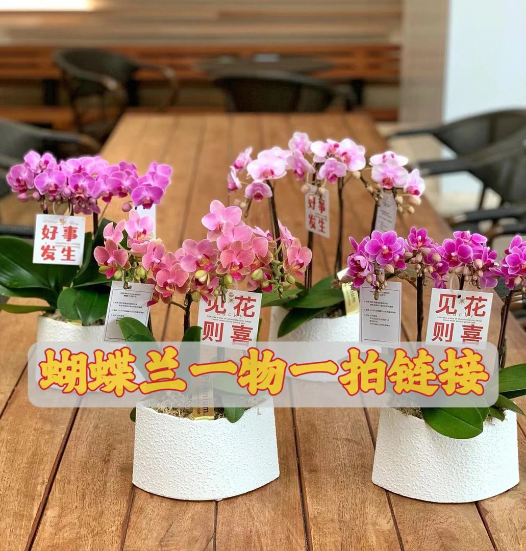 蝴蝶兰(以直播间展示为准-慎拍>拍下后需告知主播备注好发货)