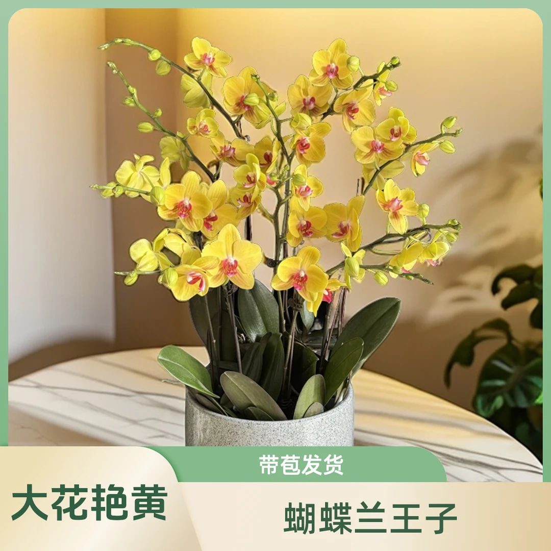 蝴蝶兰【越南王子】金黄色花系带蜡质蝴蝶兰基地种植生长开花发货