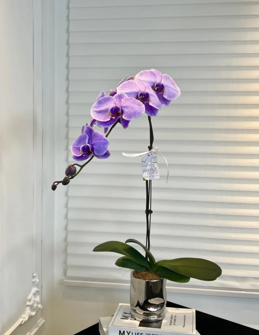 精品蝴蝶兰【马卡龙】室内绿植花卉种植生长鲜花【非自然花色】