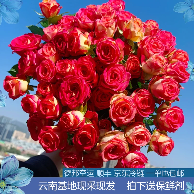 【1单包邮10枝送雪柳】爱丽丝多头【 高档云南鲜花直采较长花期】