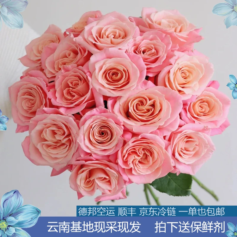 【1单包邮20枝送保鲜剂】朱小姐高品质云南鲜花【不进冷库不隔夜】
