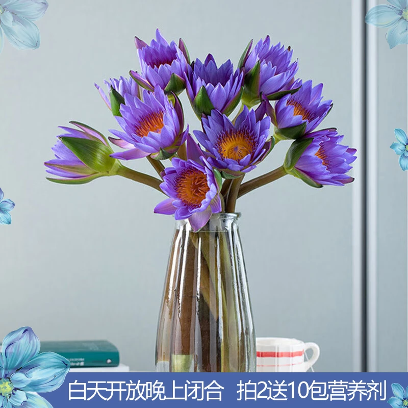 【花中公务员】睡莲1扎 紫色 粉色【云南现采现发】