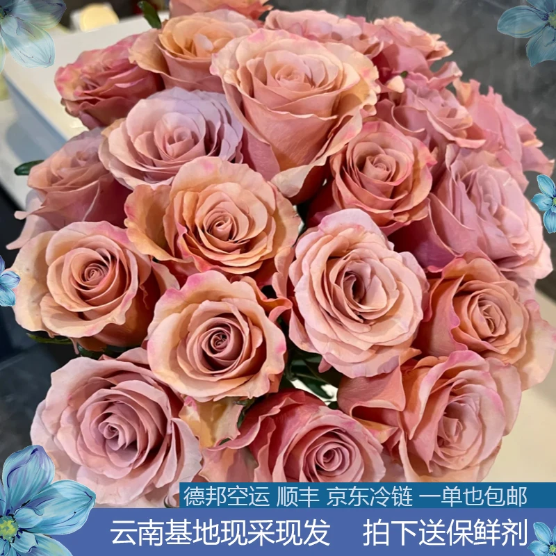 【1单包邮20枝送营养剂】莫伯单头玫瑰【 高档云南鲜花直采较长花期】