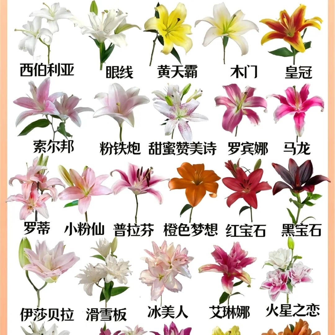 【百合自选福利】百合花自选云南基地直发新鲜发货鲜切花