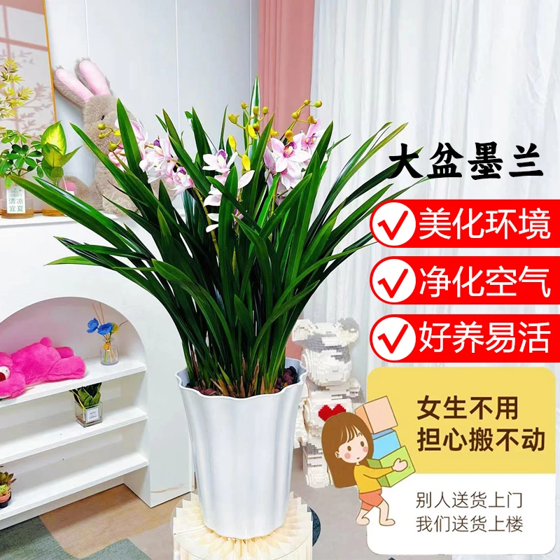 墨兰盆栽(高81-90cm)室内客厅阳台冬季开花净化空气观花兰花植物