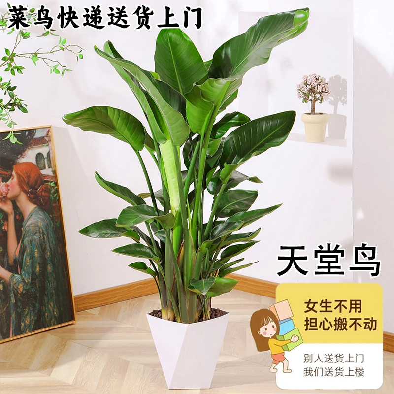 天堂鸟（整体高1.1米）盆栽好养大型落地绿植办公室大叶植物