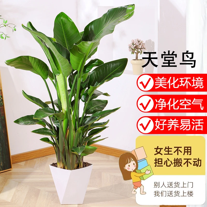 天堂鸟盆栽1.21-1.3米好养大型落地绿植真花办公室大叶植物鹤望兰