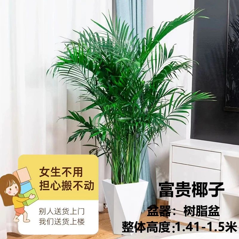 1.41米~1.5米富贵椰子室内客厅办公室中大型网红绿植