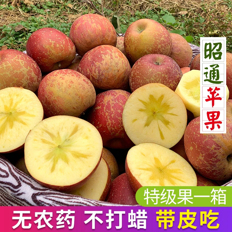 现摘云南昭通新鲜当季水果5斤/10斤包邮原生态脆甜很甜糖心发货