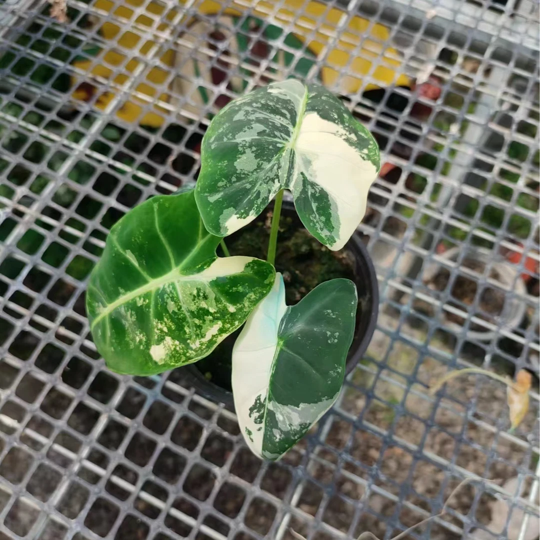 绿天鹅锦热带植物一物一拍