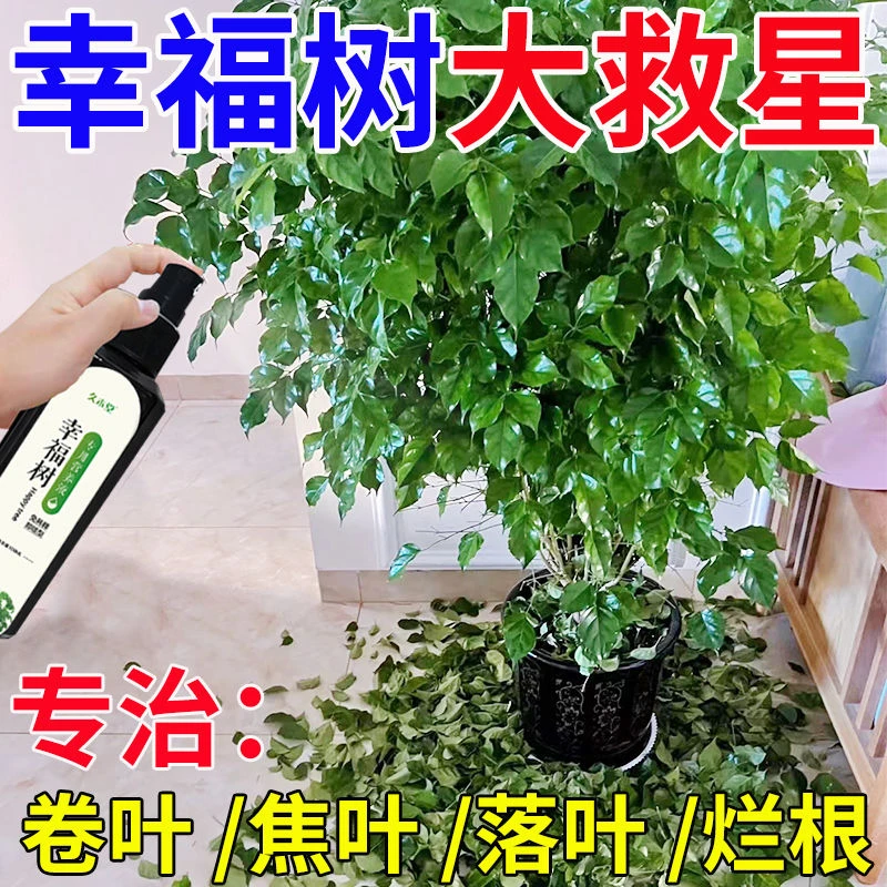 【一喷疯长】幸福树营养液防干叶掉叶打蔫促绿催芽生根壮苗专用肥