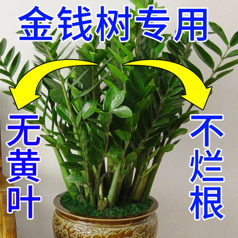 金钱树专用营养液防黄叶烂叶烂根增效催芽液体肥