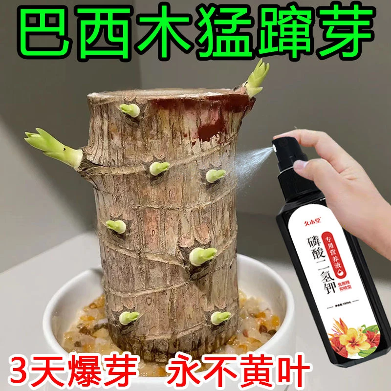 巴西木营养液幸运木爆芽剂