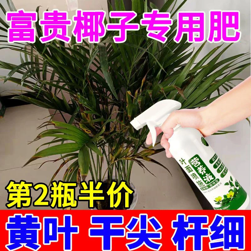 富贵椰子专用肥营养液防黄叶干尖枯叶肥散尾葵肥