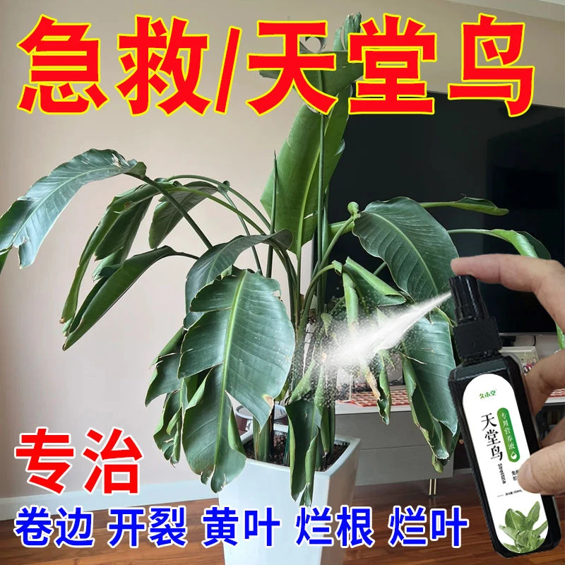 【专用型】天堂鸟营养液叶子发黄卷边干枯免稀释花卉液体肥料