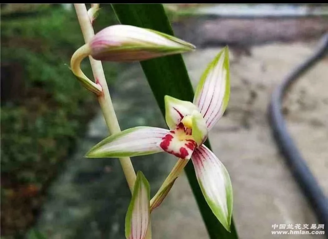 建兰 高山春色 花艺双全 夏季开花