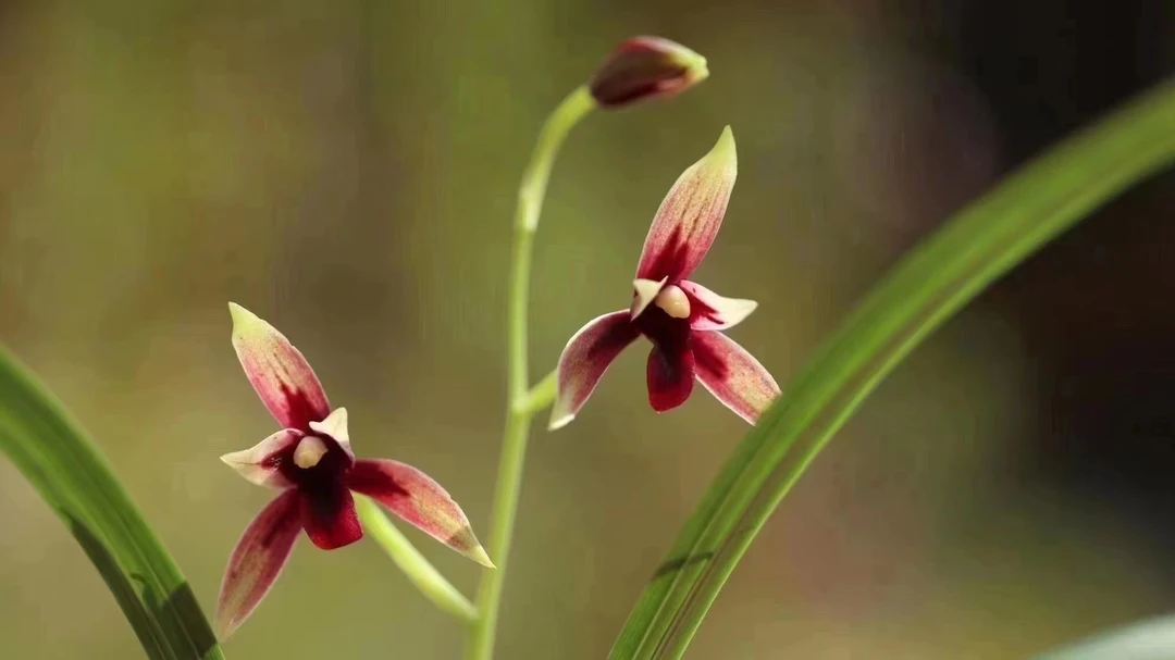 赤诚 峨眉晨光 建兰铭品  浓香型