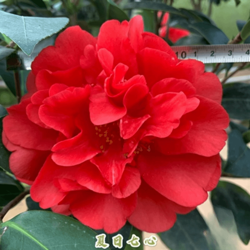 稀少品种四季茶花【夏日七心茶花，夏日小璇茶花】带花苞品种随机发