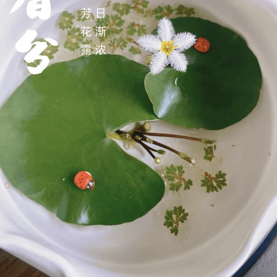 一叶莲水草水生水培植物活睡莲鱼缸造景浮萍养龟真草净化水质碗莲