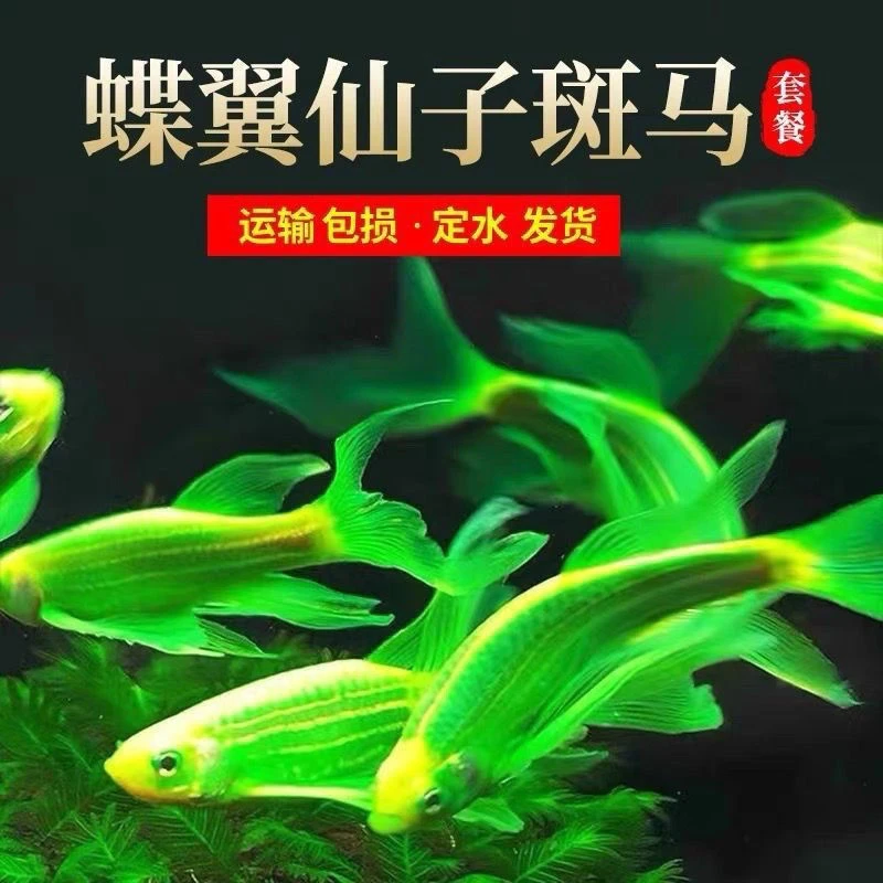 【渔场发货包邮】高端碟翼蝶翼长尾斑马鱼观赏鱼热带鱼活体鱼