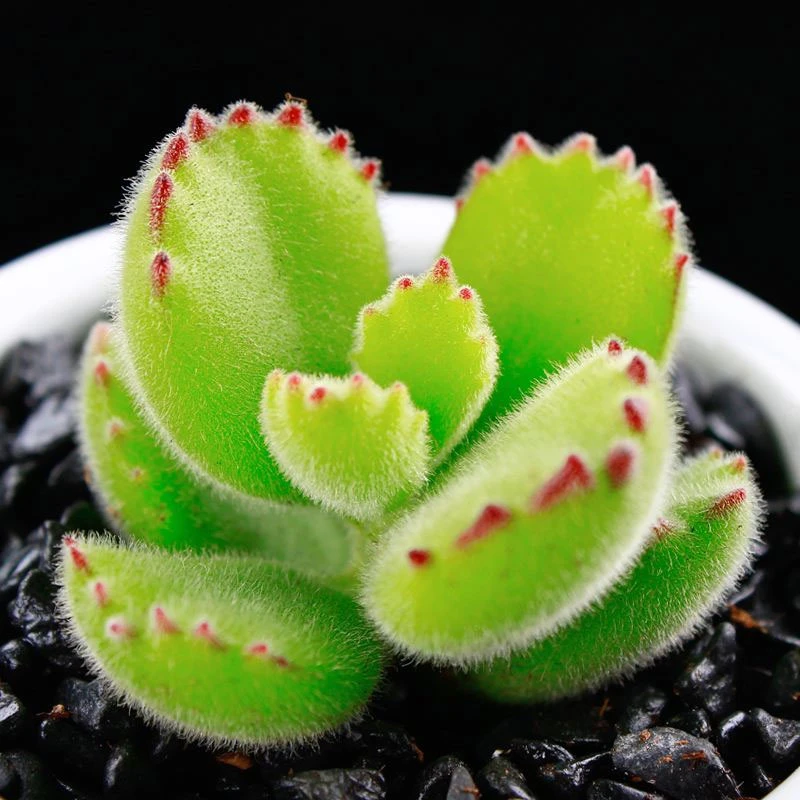 多肉【熊童子】穴盘苗 满9.9包邮发货 颜色会有变化