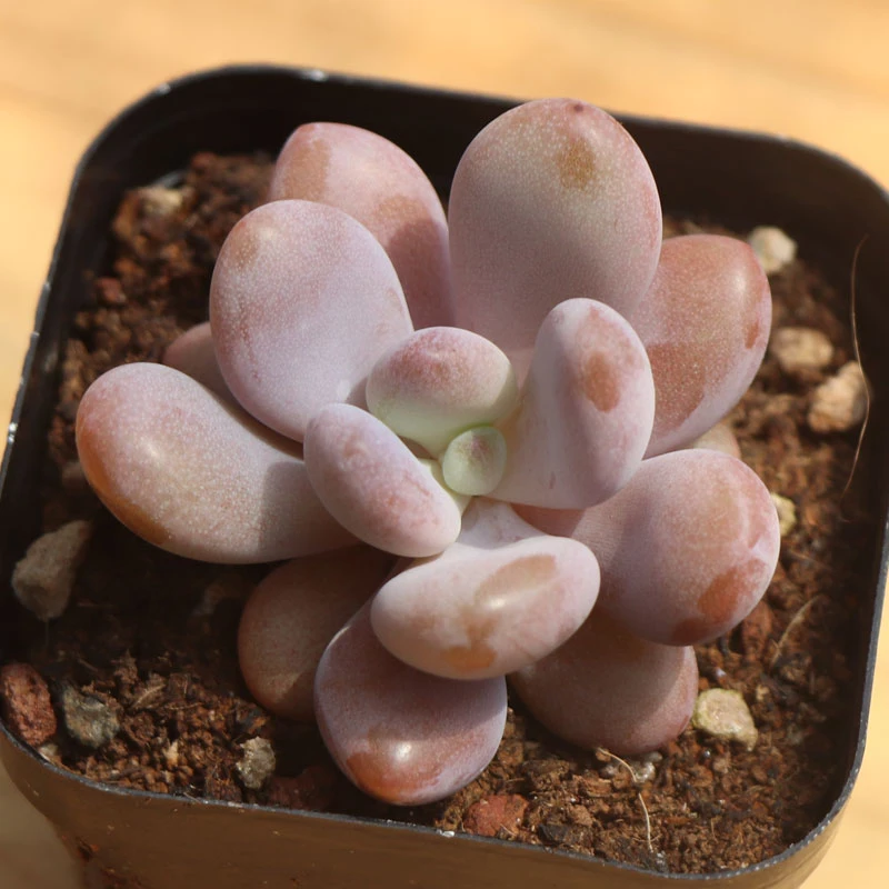 多肉植物【粉兔】满9.9元包邮发货 以直播间实物为准 颜色会变化