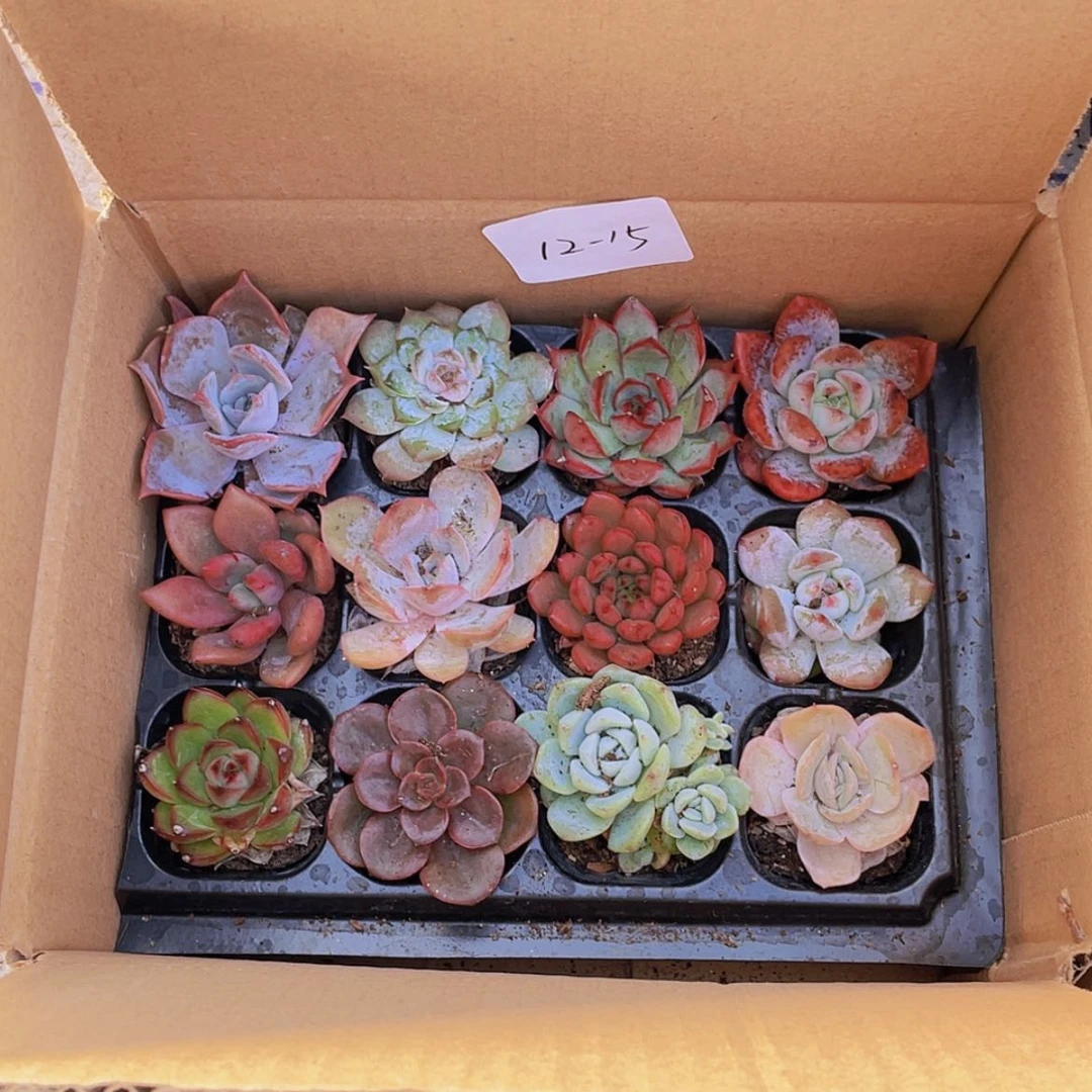 【闪购商品】12颗-15