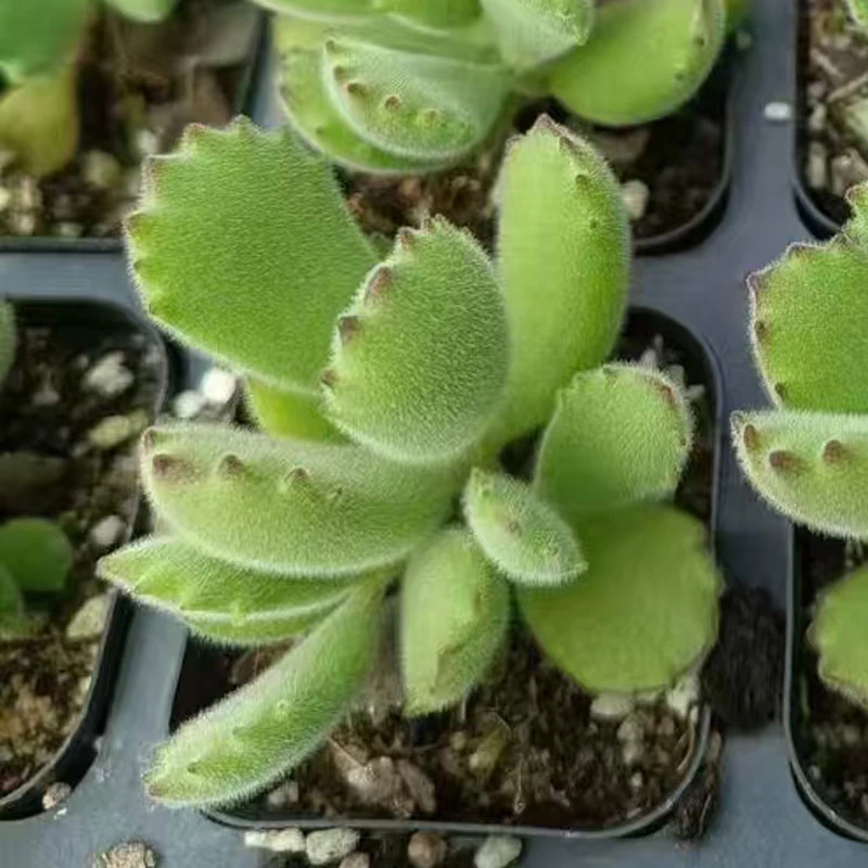 多肉植物【熊童子】满9.9元包邮发货 颜色会变化