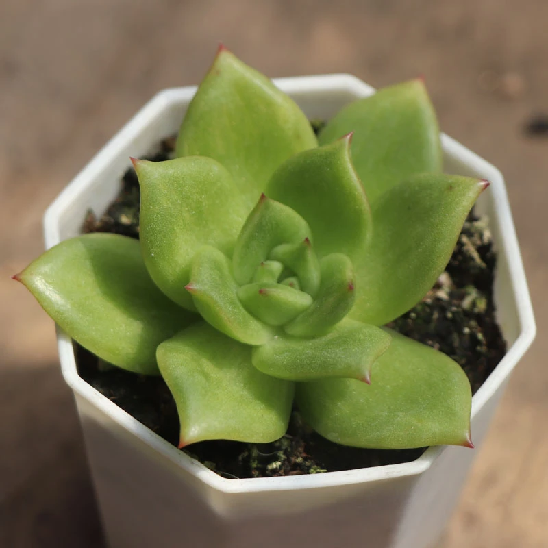 多肉植物【蔷薇】满9.9元包邮发货 以直播间实物为准 颜色会变化