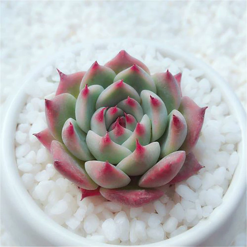 多肉【吉娃娃】穴盘苗 满9.9包邮发货 颜色会有变化