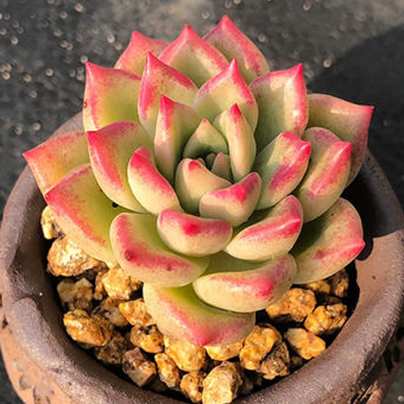 多肉【璀璨】穴盘苗 满9.9包邮发货 颜色会有变化