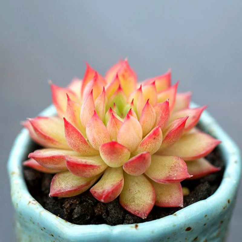 多肉【女雏】穴盘苗 满9.9包邮发货 颜色会有变化