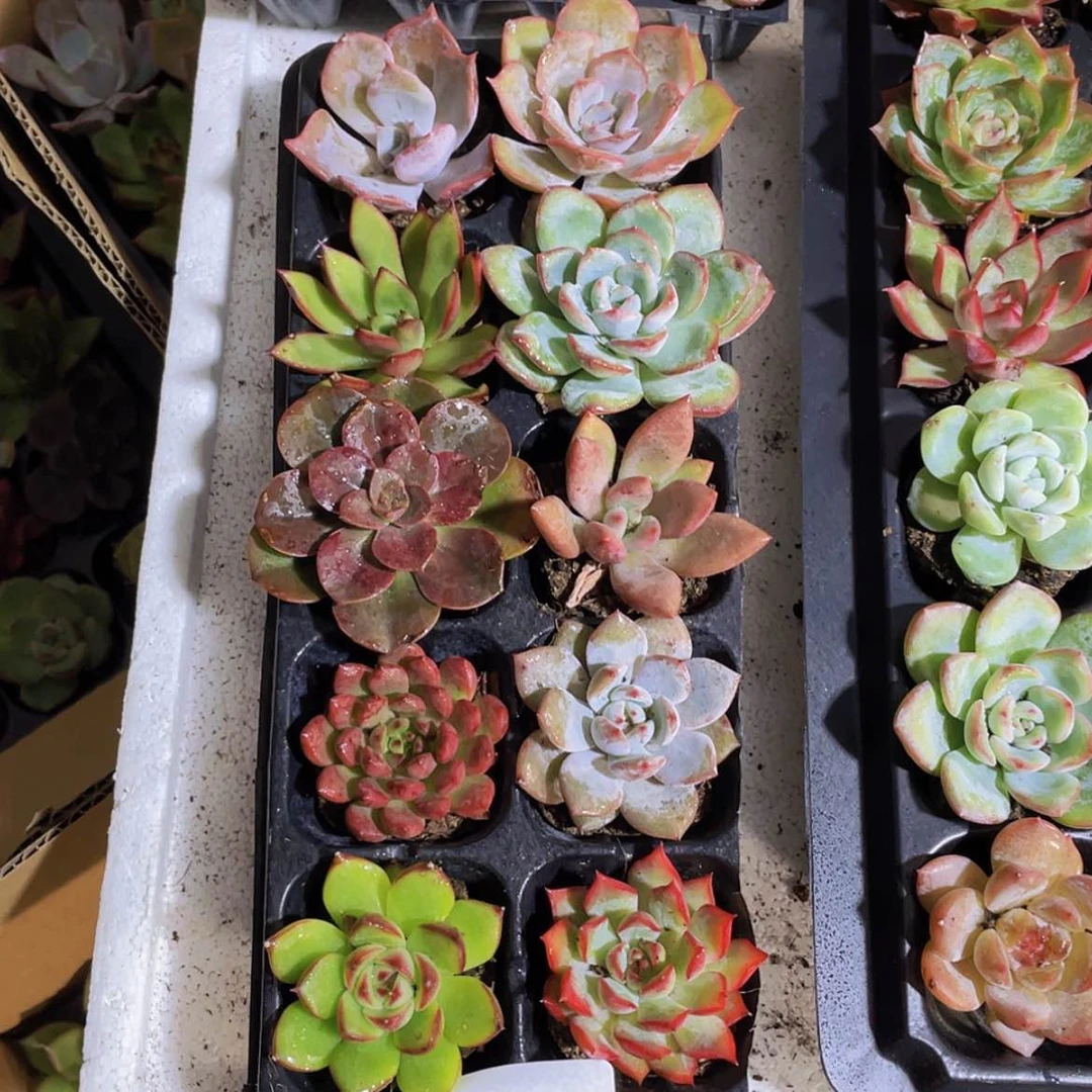 【闪购商品】10颗-1号