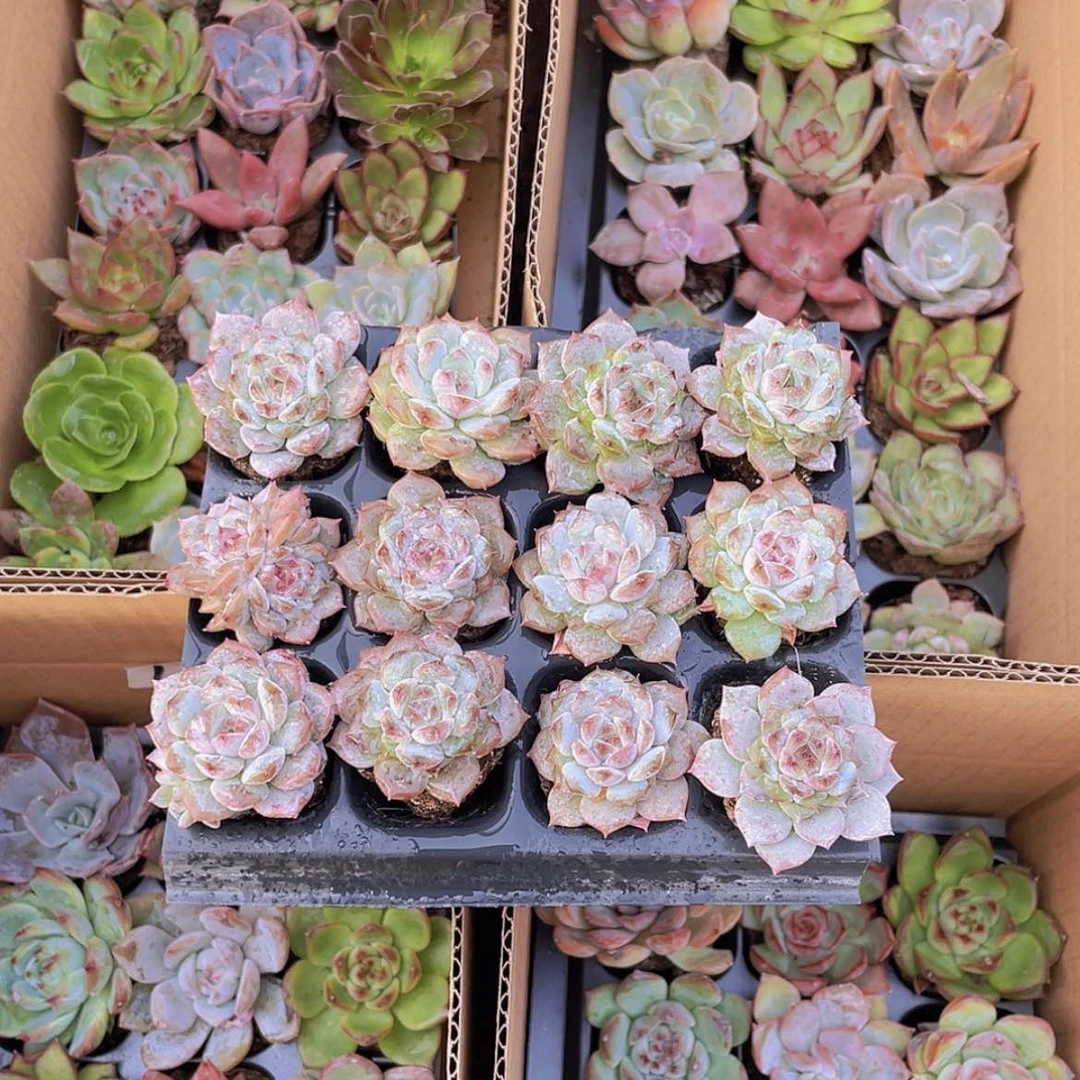 【闪购商品】12颗冰魄约3厘米